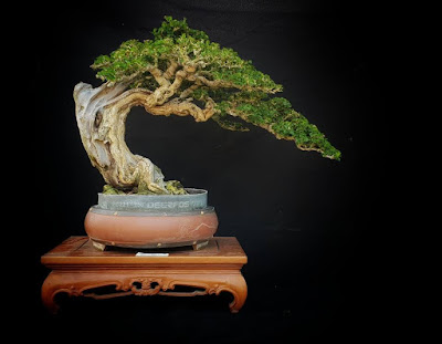 bonsai sisir terbaik