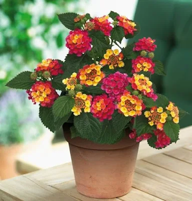 A lantana, também conhecida como camará, é uma planta ornamental que com sua simplicidade traz um colorido muito especial ao ambiente. Também é uma planta resistente e versátil e trás alguns benefícios a saúde