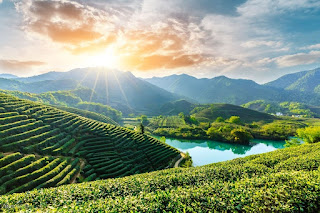Tea Gardens and Plantations: