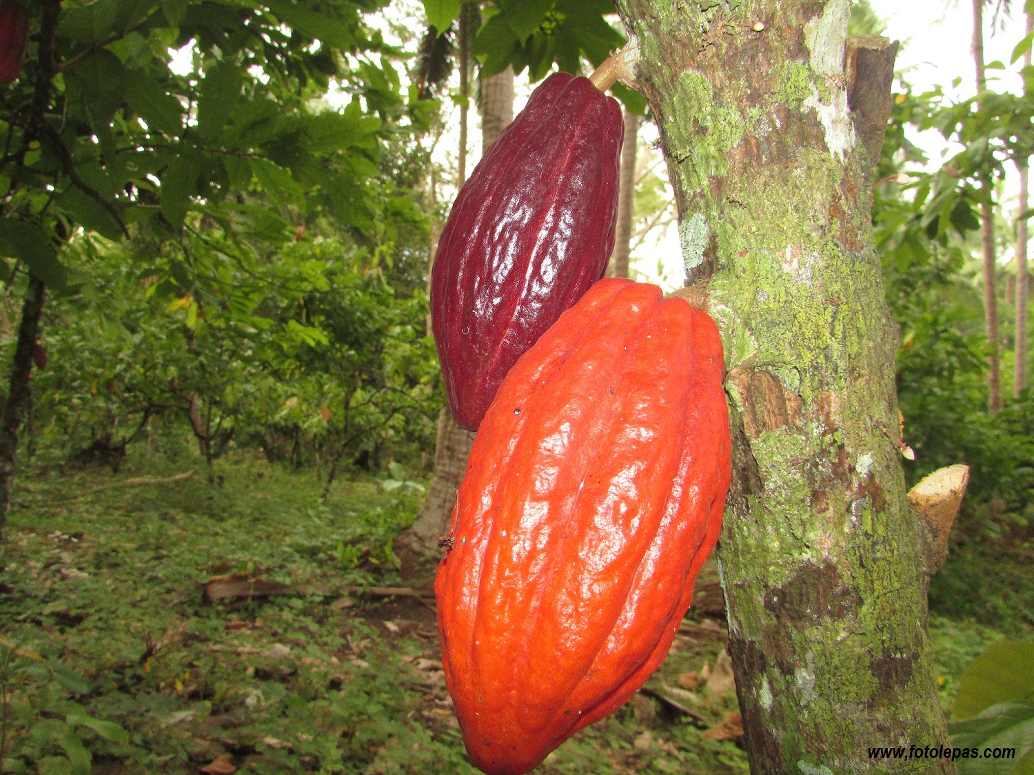  Gambar Buah Coklat 