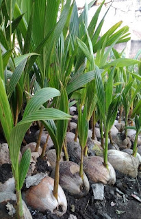 jual bibit kelapa pandan wangi jogja