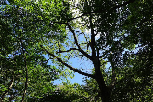 鳥取県西伯郡伯耆町小林　大山道　横手道