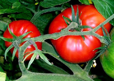 Tomate previne câncer, colesterol ruim, rejuvenesce, protege o coração e muito mais!