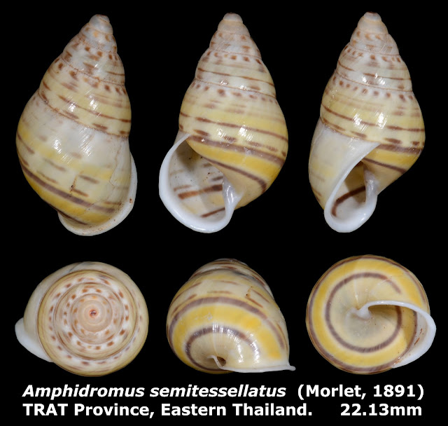 Amphidromus semitessselatus 22.13mm