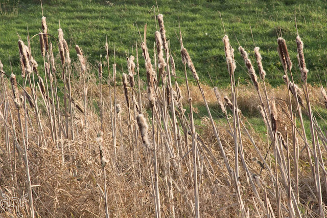 cigars of reed