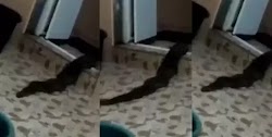  Ένας κάτοικος της Μαλαισίας  ανέβασε ένα βίντεο το μυστηριώδες πλάσμα, που μοιάζει με φίδι και είχε βγει  από μια τουαλέτα του σπιτιού του....