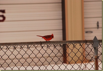 cardinal 1