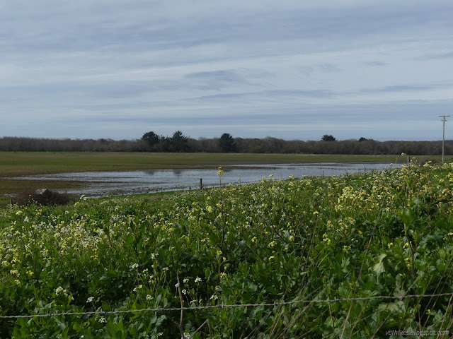 24: flooded field