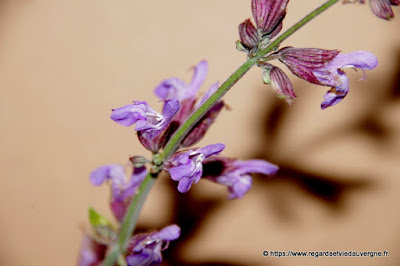 Sauge officinale