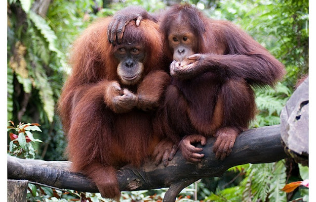 Tiga Spesies Orangutan di Indonesia, Primata Paling Cerdas di Muka Bumi