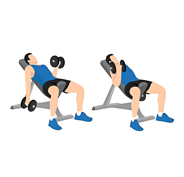 Seated alternating incline bench dumbbell curls