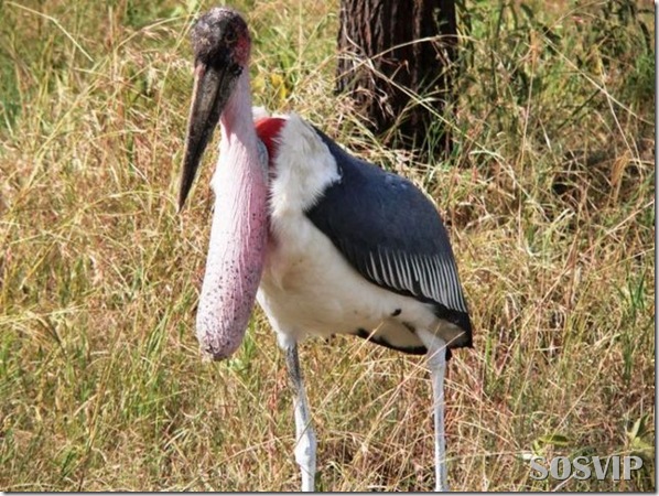 Animais estranhos criaturas awful-creatures.jpg (6)