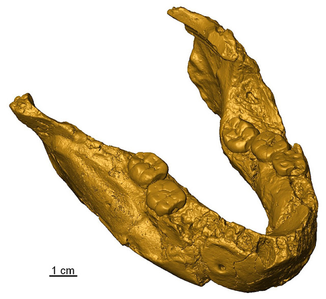 Analysis of fossil tooth brings to light earliest humans from southern Africa