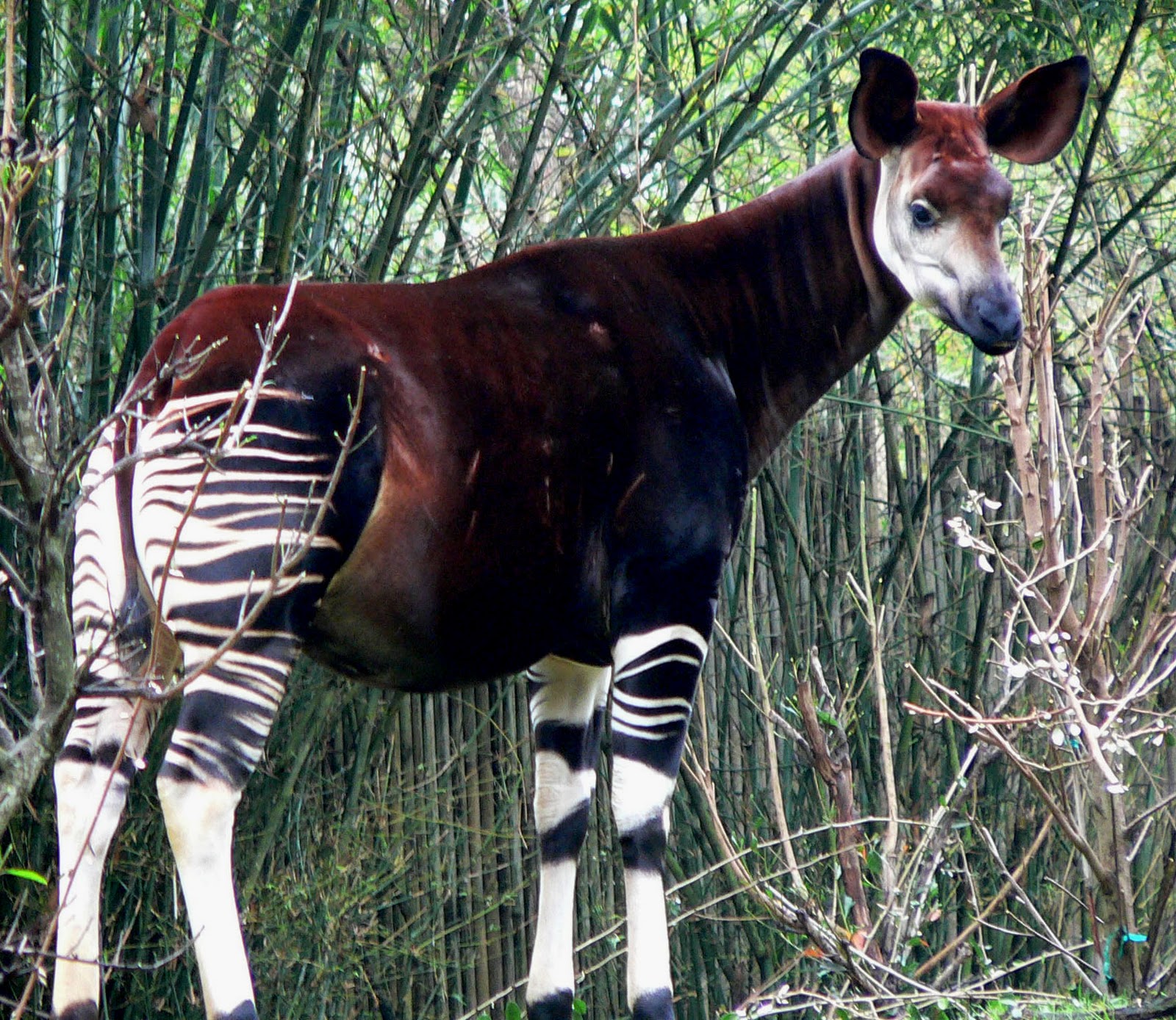 OKAPI Hewan persilangan zebra dan jerapah  Biologi Kita
