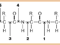 TEST BIOLOGI UNTUK GURU 