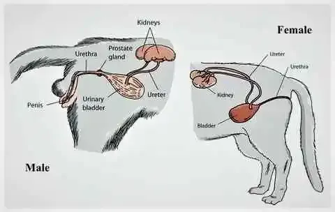 الأمراض غير المعدية للجهاز البولي في القطط
