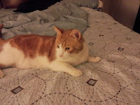 Zoey loves to nap on the bed.