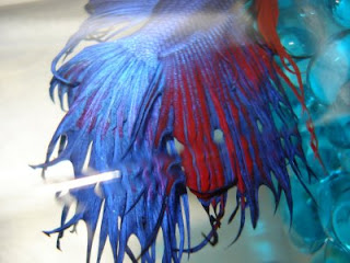 crowntail betta splenden