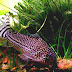 Corydoras - Cory Cat