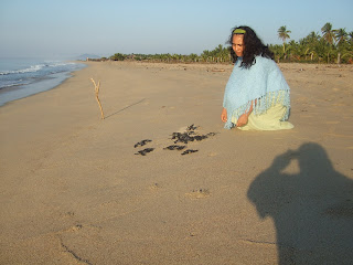 Leatherback Marine turtle(Dermochelys coriacea), La Tortuga Marina Laud, 멕시코 바다거북 라웃 ,Mexico