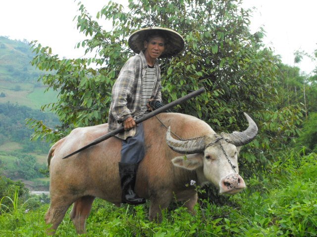 My dad riding my albino carabao