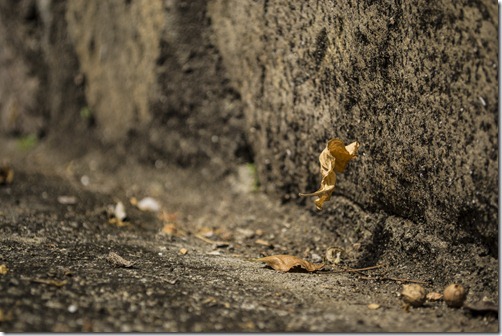 El fin de semana, fuera de San Salvador, me encontré con esta hoja que de lejos me empezó a coquetear... De esas fotos que no se pueden evitar :)