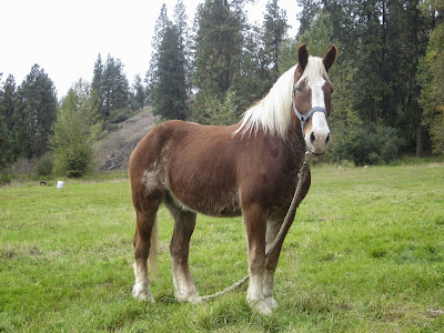 Dark red chestnut Belgian draft horse standing in green pasture field