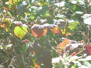 red and ochre coloured leaves on a bramble bush