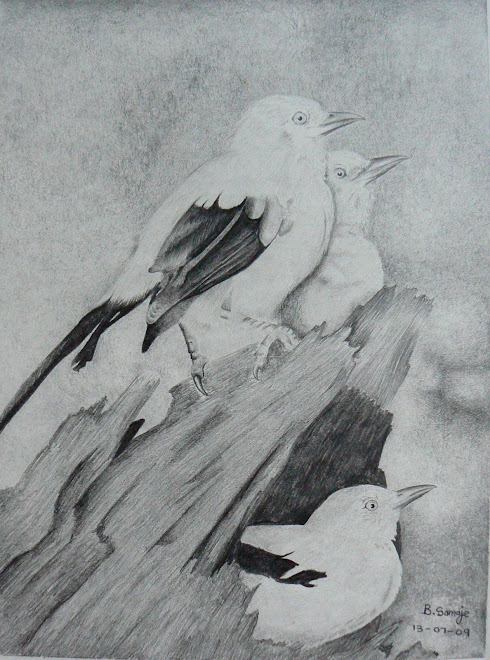 Black and White Pied Babblers