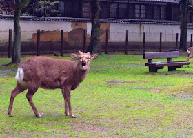 Funny animals of the week - 5 April 2014 (40 pics), deer yelling at cameraman