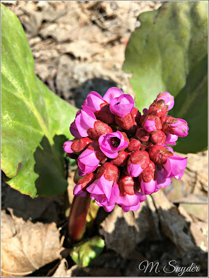 May 5, 2019 Enjoying all of the spring flowers that are beginning to bloom.