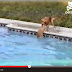 Video: Mama de perro lo saca de la piscina de forma un tanto exagerada