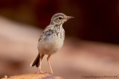 Paddyfield Pipit