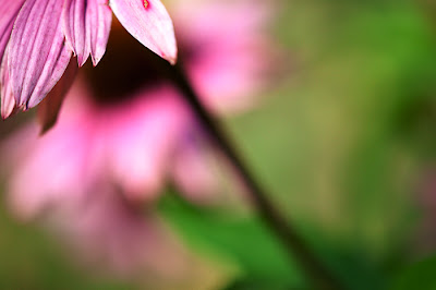 röd rudbeckia