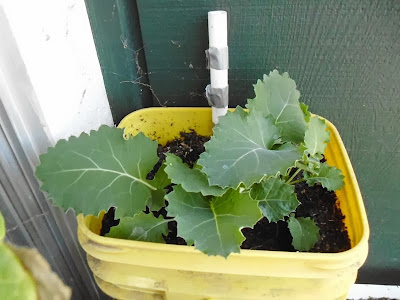 5 gallon Kale