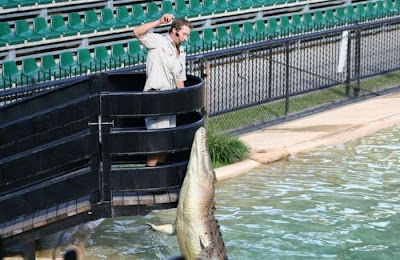 How To Feed Crocodiles