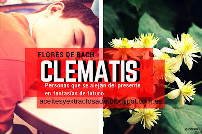 Clematis, Flores de Bach para los que han perdido un ser querido, estado de somnolencia