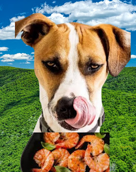 Can dogs eat shrimp, can dogs have shrimp, is shrimp bad for dogs, is shrimp good for dogs, can dogs eat shrimp tails