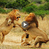 Lion vs Lion