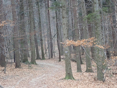 Ojcowski Park Narodowy, Dolina Sąspowska, grzyby 2019, grzyby zimowe, grzyby w Ojcowie