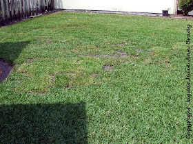 front yard accent garden plot area with sod