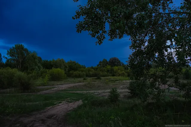 Лес в сумерках