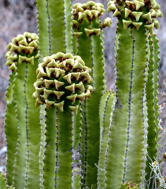 Euphorbia canariensis f. viridis - Cardón 03