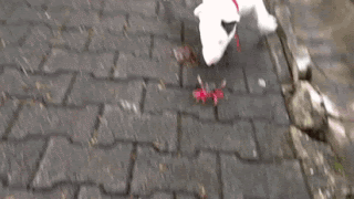 bull terrier brinca com caranguejo 