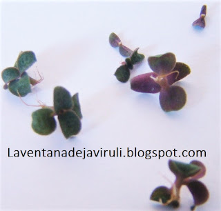 propagulos-crassula-multicava