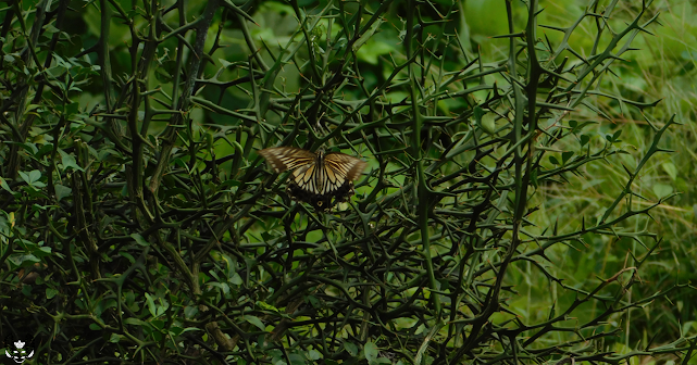 ナミアゲハ(並揚羽) Papilio xuthus & カラタチ(枳殻) Citrus trifoliata