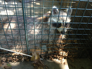 Raccoon in trap, caught in chicken coop