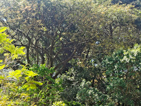 Bosque Maia em Guarulhos