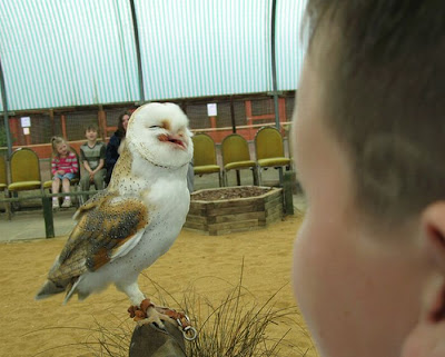 Laughing Owls Seen On www.coolpicturegallery.us