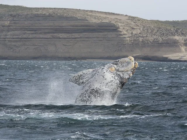 Avistaje de ballenas